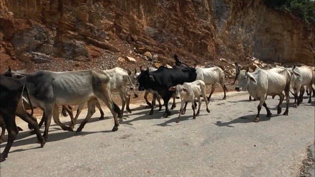 Herd of cattle walking on a mountain road