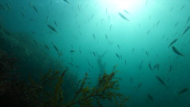 Shoal of Fish Swimming in the Ocean Depths