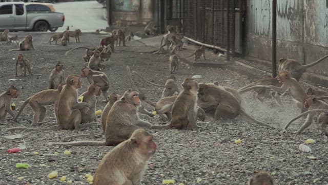 Monkeys Sitting Together on the Ground and Eating