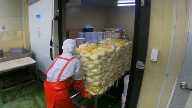 Workers Processing Cabbage in a Food Factory