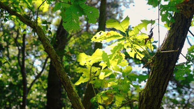 Vibrant forest in the daylight with sunlight filtering through the trees