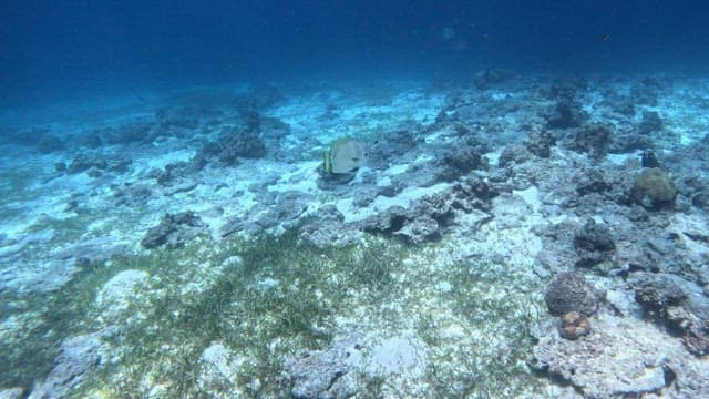 Fish swimming over a rocky seabed