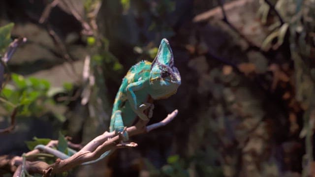 Chameleon perched on a branch in a dense forest environment