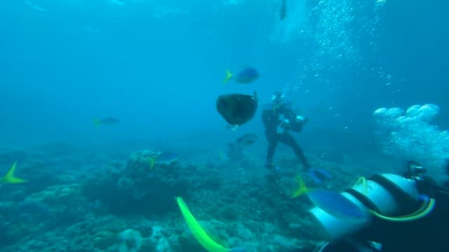 Scuba diver swimming with colorful fish