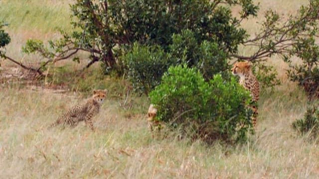 Cheetahs in Grassland Playing and Exploring