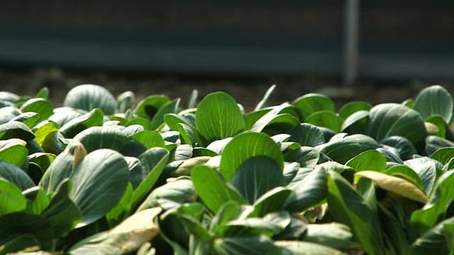 Tractor plowing a field of bok choy