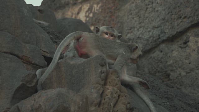 Monkeys Resting on a Stone Structure in Ancient Temple