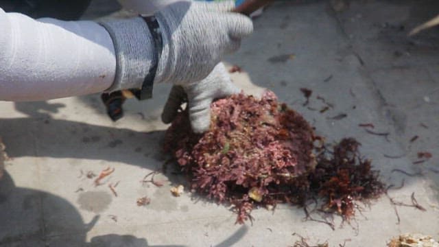 Beating with a sickle to open fresh oysters