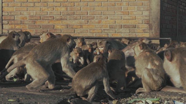 Monkeys Gathered in Front of a Brick Wall