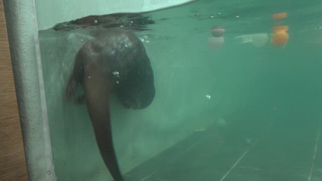 Otters catching loaches in an indoor swimming pool