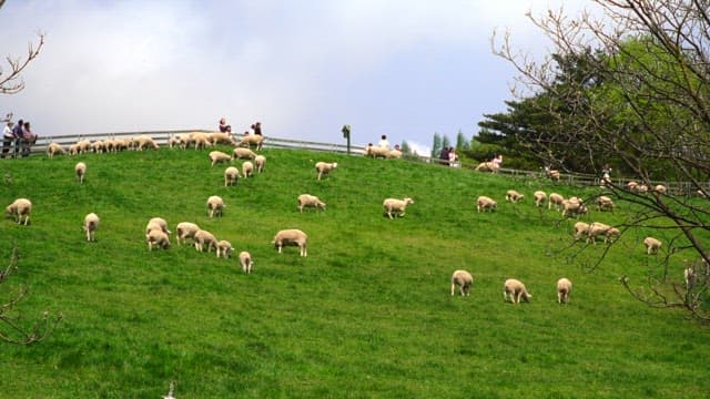Sheep grazing on a hillside with visitors watching