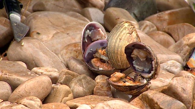 Small crab inside cleaned clam