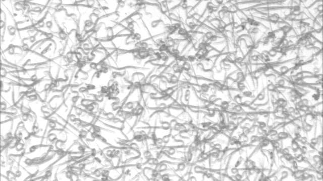 Microscopic View of Organisms in Motion