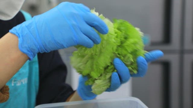 Preparing a Sandwich with Fresh Lettuce