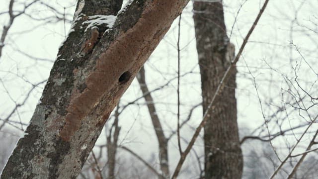 Squirrel peeking from a tree hole