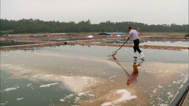 Workers harvesting salt in salt farm