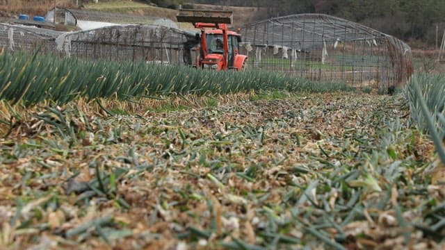 Tractor plowing a green onion field