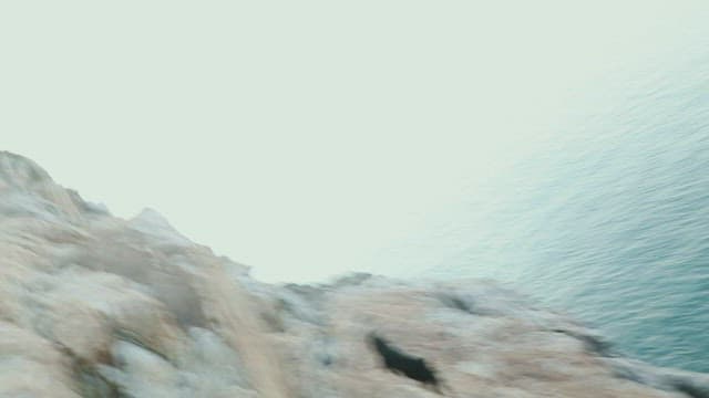 Goats climbing rocky terrain in a forest