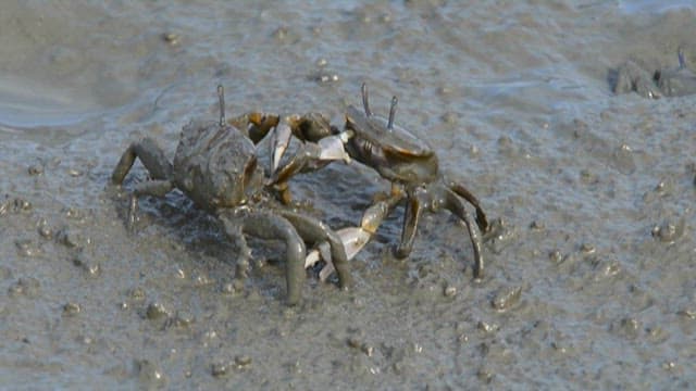 Crabs on the mud of the tidal flats where it lives