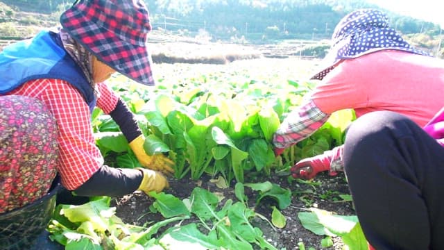 Fresh green vegetables being sorted by farmers