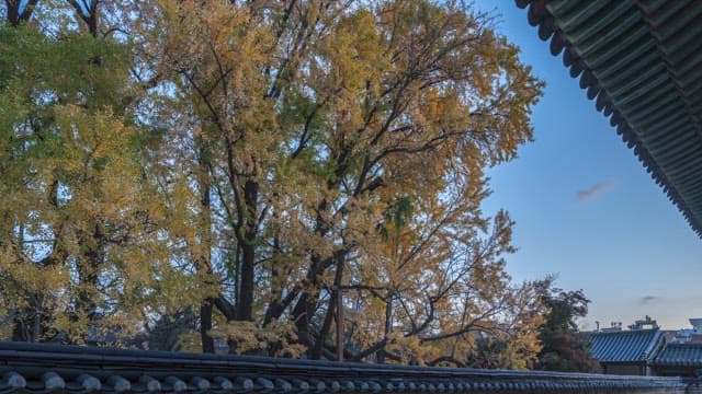 Yellow Ginkgo Tree Growing over a Tile Fence