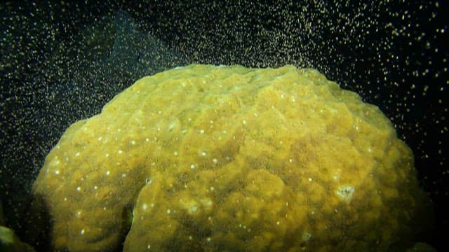 Up-close view of coral polyps of Porites astreoides in natural habitat