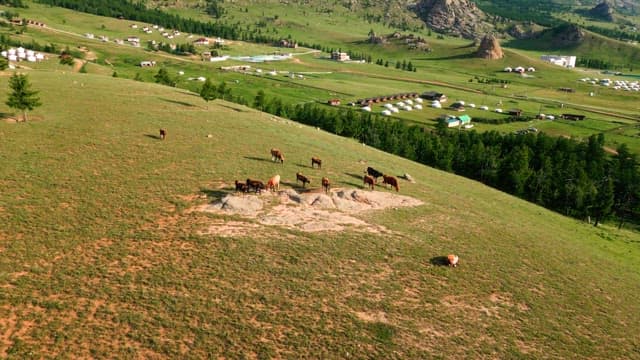 Cows grazing on a vast green pasture