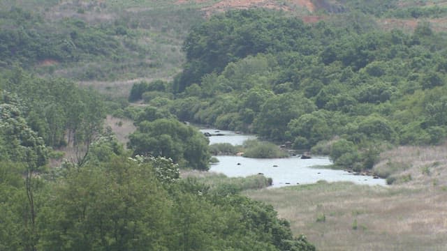 Serene Natural Landscape with River and Foliage