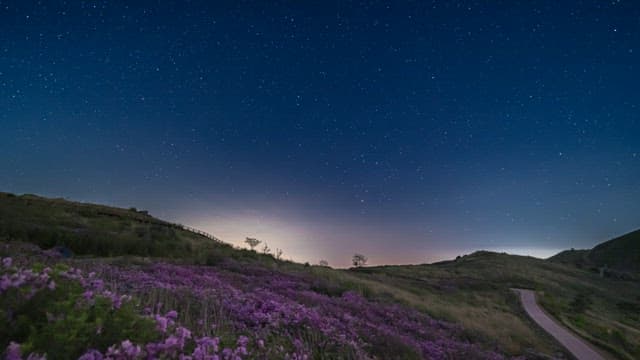 Starry Night Sky over a Hillside with Pink Flowers Blooming
