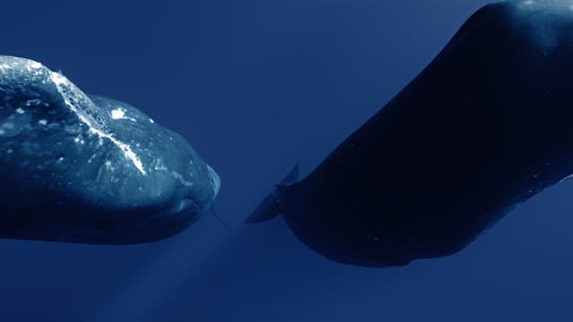 Two sperm whales swimming in the deep ocean
