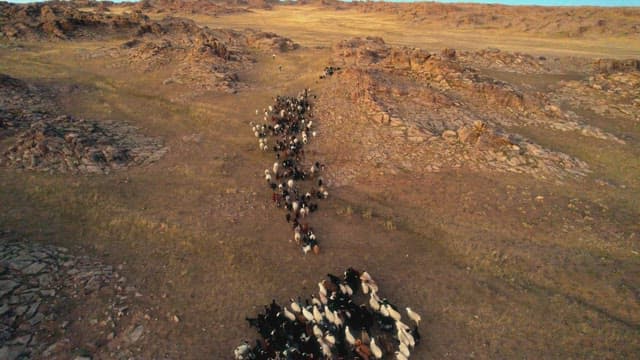 Herd of sheeps traversing rugged terrain