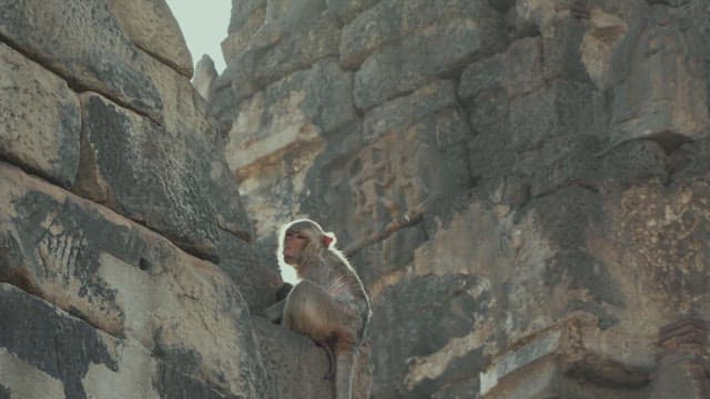 Mother Monkey and Baby Sitting on an Ancient Stone Structure