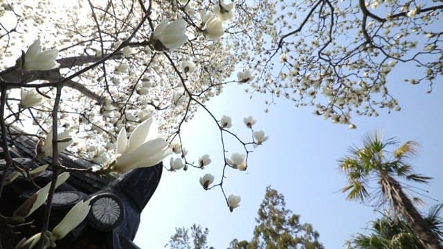 Magnolia blossoms near a traditional roof
