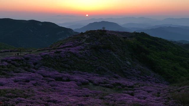 Dawning Sky and Mountains with Pink Flowers in Full Bloon