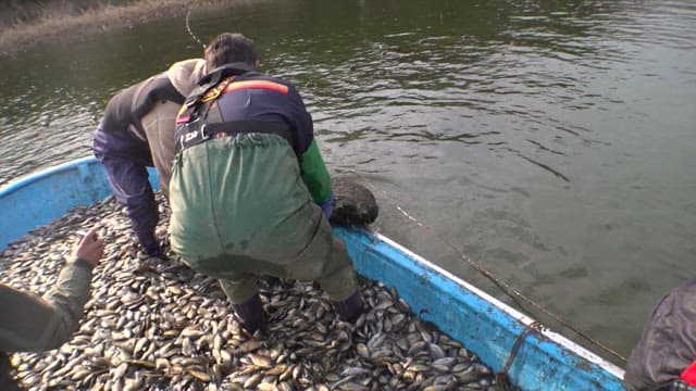 Fishermen Harvesting Fish on a Boat