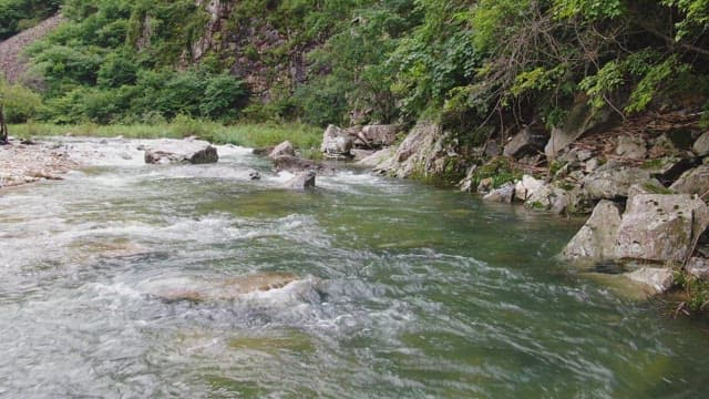 Flowing river surrounded by lush greenery