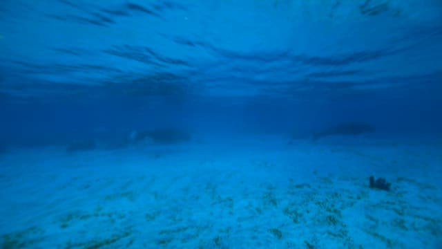 Underwater View of Dugong Swimming