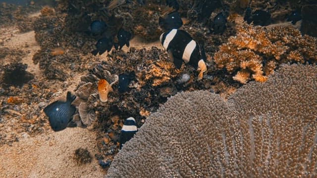 Coral Reef with Tropical Fishes Swimming