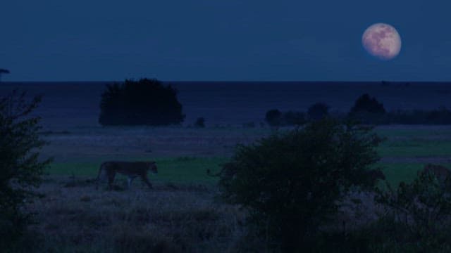 Lions Walking on the Grassland on a Moonlit Evening