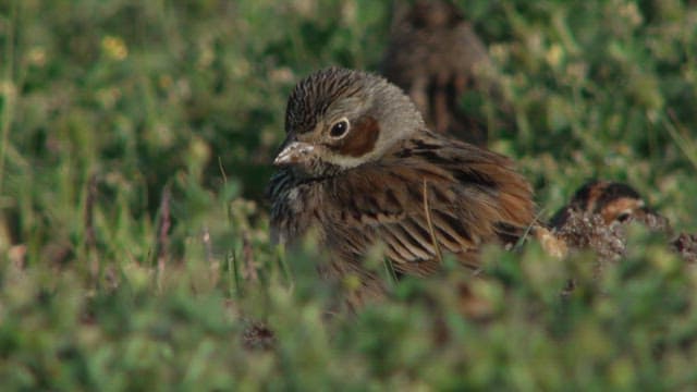 Buntings resting on a grassy field in the morning