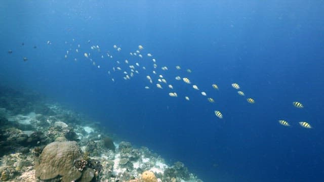 Group of fish swimming over a coral reef in clear blue water