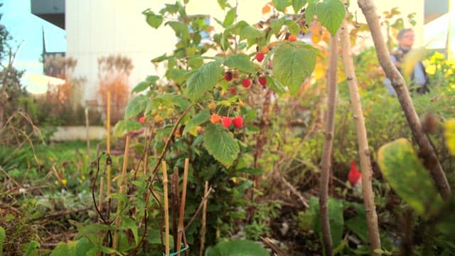 Raspberry tree growing in front of house garden