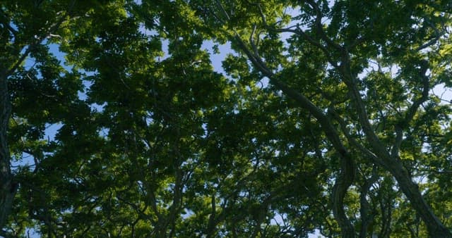 Sunlight Filtering Through Lush Green Trees