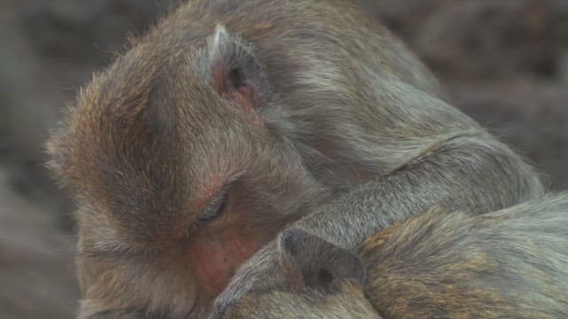 Monkeys Closely Grooming Together with Affection