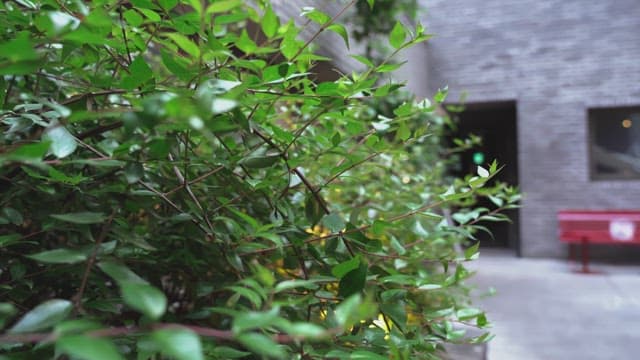 Green leaves in an urban courtyard