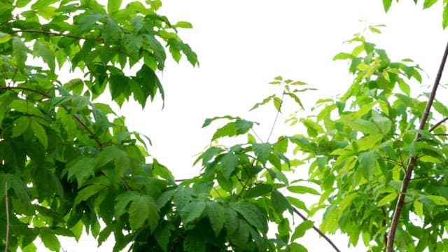 Green leaves on tree branches