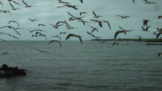 Flock of Birds Taking Flight Over Sea