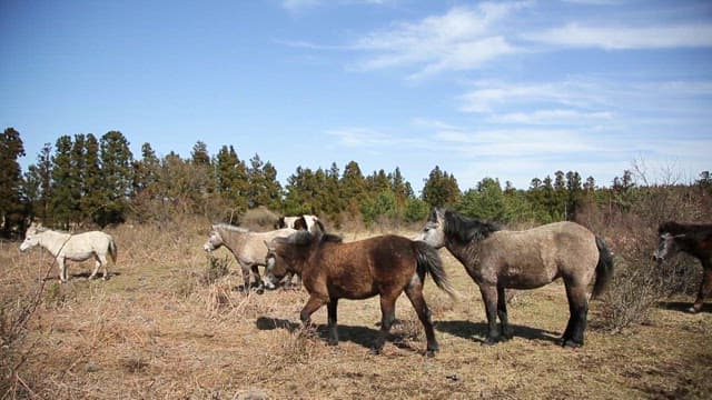 Ponies leisurely walking on a field with grass