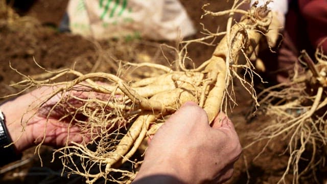 Hands holding freshly harvested ginseng
