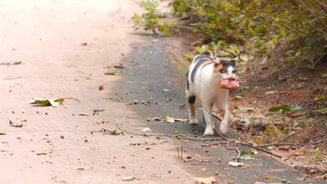 Cat Carrying Prey Through the Forest